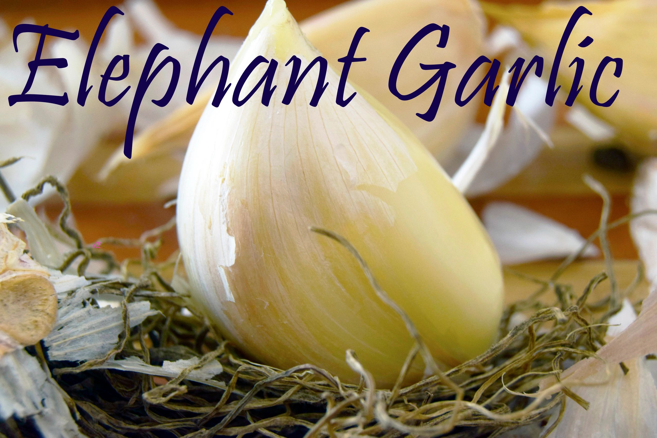 thumbnail image 2 of Elephant Garlic Corms – Fresh Harvest, Easy To Grow, USA Grown GC01-025 2 of 3
